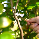 KAKURI Bonsai Saw 3-1/8" (80mm) Professional Japanese Carbon Steel Bonsai Pruning Tool, Small Bonsai Keyhole Saw, Made in JAPAN KAKURI