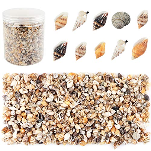 Weoxpr 2000 Pcs Tiny Sea Shells for Crafting,Mixed Ocean Beach Mini Seashells Bulk for Home Decorations,Beach Theme Party, Small Shells for Craft,