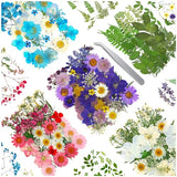 170Pcs+ Real Dried Pressed Flowers Leaves Petals for Crafts-Beautiful Pressed Flowers Daisies for Resin Jewellery, Pressed Flowers Nail Pendant Vignee