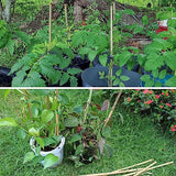 50Pcs Bamboo Plant Stakes for Indoor Outdoor Plants, 0.32''/16 Inch Bamboo Sticks Garden Support Stakes Bamboo Poles Trellis for Tomato Vegetables Avalution