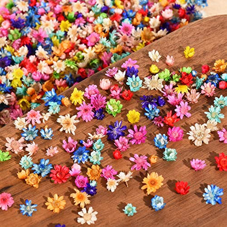 850 PCS Small Dried Flowers for Crafts Resin - Tiny Dried Flowers for Nails, Natural Real Dried Pressed Flowers Bulk for DIY Jewelry Earrings Epoxy LGFMGWH