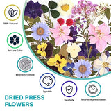 Resiners 100Pcs Dried Pressed Flowers for Resin Molds, Purple Real Pressed Flowers Dry Leaves Kit for Art Crafts Resin Jewelry Making Scrapbook Resiners