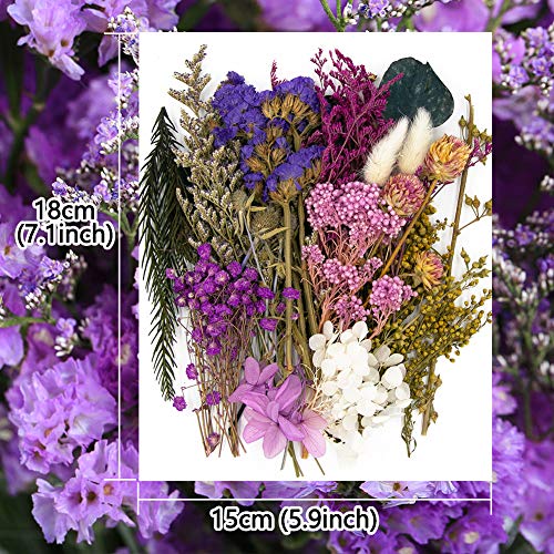 Vignee Real Dried Pressed Leaf Flowers-Multiple Colorful Pressed Flowers Daisies for Craft Resin Jewelry Making Art Craft DIY（Violet） Vignee