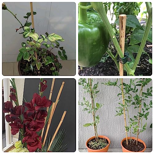 50Pcs Bamboo Plant Stakes for Indoor Outdoor Plants, 0.32''/16 Inch Bamboo Sticks Garden Support Stakes Bamboo Poles Trellis for Tomato Vegetables Avalution