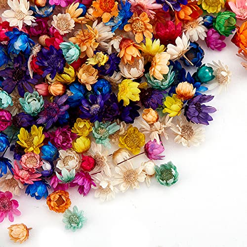 Queenbox 200pcs Colorful Mini Star Daisy Dry Flowers, Art Craft Brazilian Natural Dried Floral Head for Wedding Confetti Soap Candle Scrapbooking DIY Queenbox