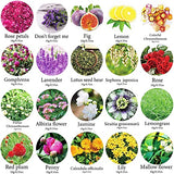 20 Bags Dried Flowers,100% Natural Dried Flowers Herbs Kit for Soap Making, DIY Candle Making,Bath - Include Rose Petals,Lavender,Don't Forget SACATR