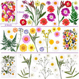 120 PCS Dried Flowers for Resin Molds, Natural Pressed Flowers Leaves Herbs kit with Tweezers for DIY Art Crafts, Candle,Jewelry Making, Scrapbook Cruzix