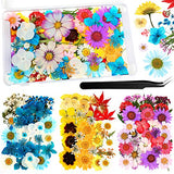 Nuanchu 110 Pieces Dried Pressed Flower for Resin Pressed Flowers Leaves with Tweezers and Box Set Natural Daisy Flowers Bulk Real Dry DIY Flowers Nuanchu