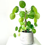 Plant Stakes Natural Garden Bamboo Sticks for Indoor and Outdoor Plants,GAGINANG 20pcs Plant Support Stakes for Tomatoes, Beans, Potted Plants - 18 GAGINANG