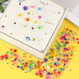 MIDELONG 200 PCS Small Dried Flowers for Crafts Resin, Colorful Dried Flowers for Nails, Natural Real Tiny Dried Pressed Flowers for Jewelry Earrings MIDELONG