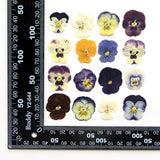 54 Pcs Dried Pressed Flowers for Resin DIY Art Crafts Natural Dry Floral Epoxy Jewelry Real Flower Decor Cakes Phone Cases Candles Handmade Soap TopFunny