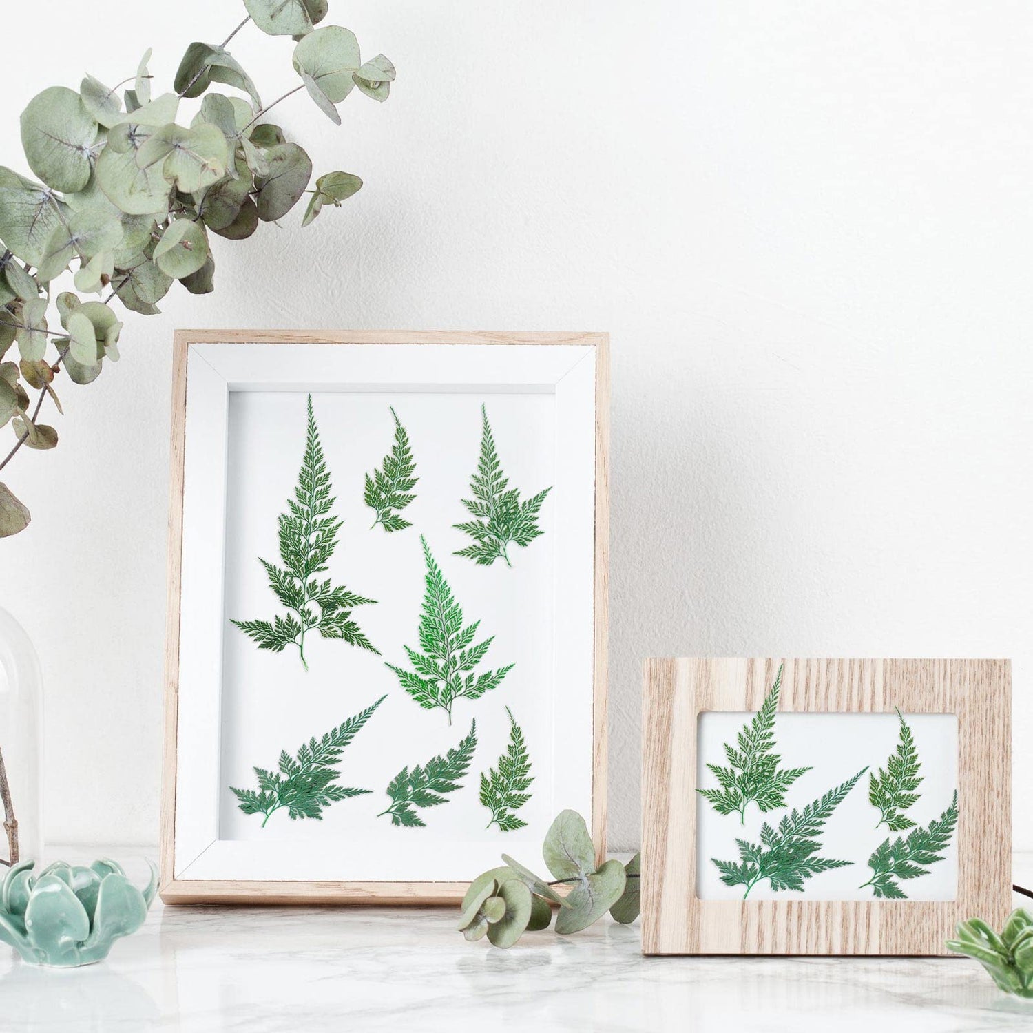 200 Pcs Dried Pressed Flowers Leaves Larkspur Flowers Small Dry Flowers Preserved Natural Ferns Real Dried Leaves Plant Leaf for Resin Arrangements Fumete