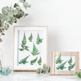 200 Pcs Dried Pressed Flowers Leaves Larkspur Flowers Small Dry Flowers Preserved Natural Ferns Real Dried Leaves Plant Leaf for Resin Arrangements Fumete