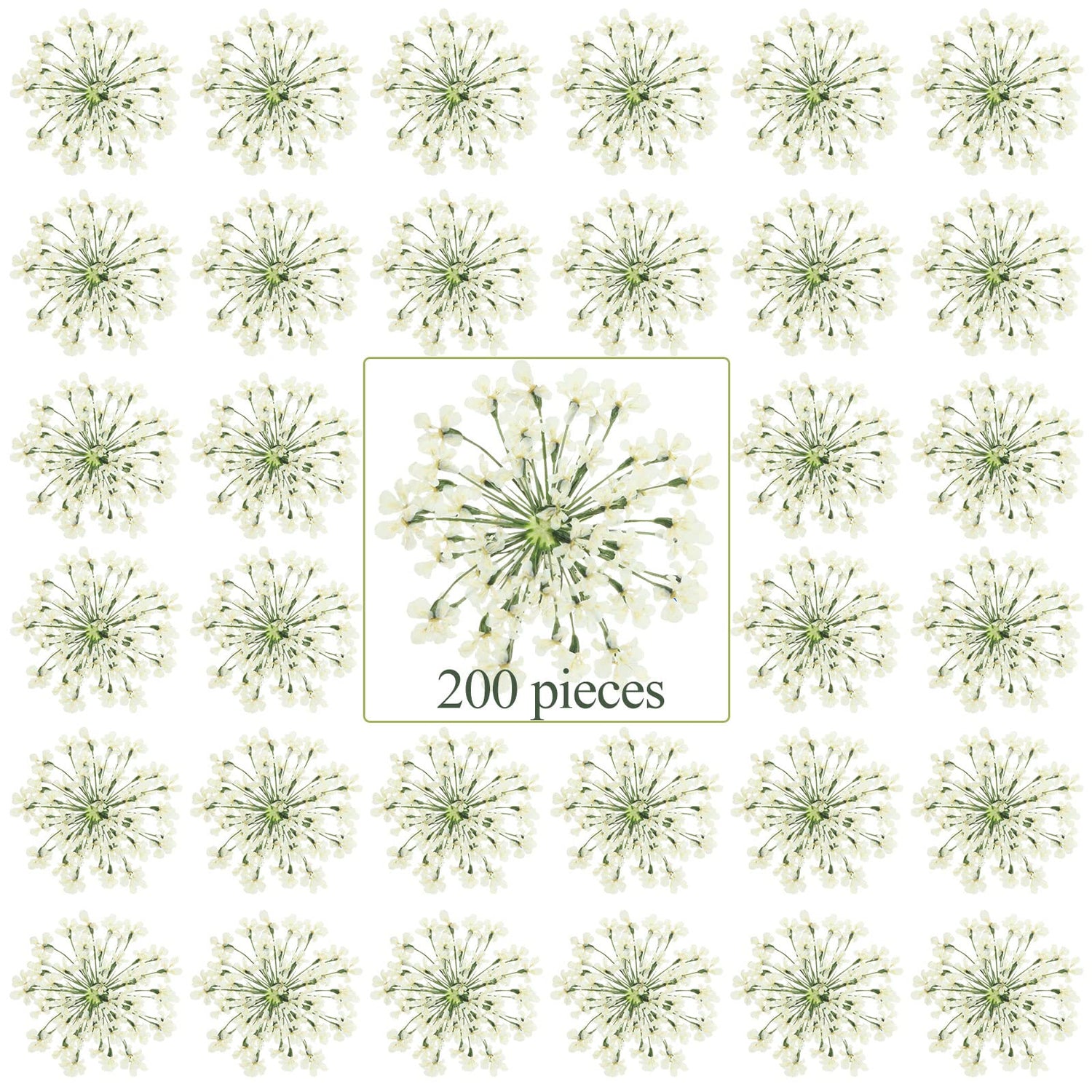 200 Pcs Pressed Dried Flowers for Resin Art Ammi Majus Natural Pressed Dried Flower Dry Flowers for Crafts DIY Wedding Home Decor Scrapbooking Gift Fabbay