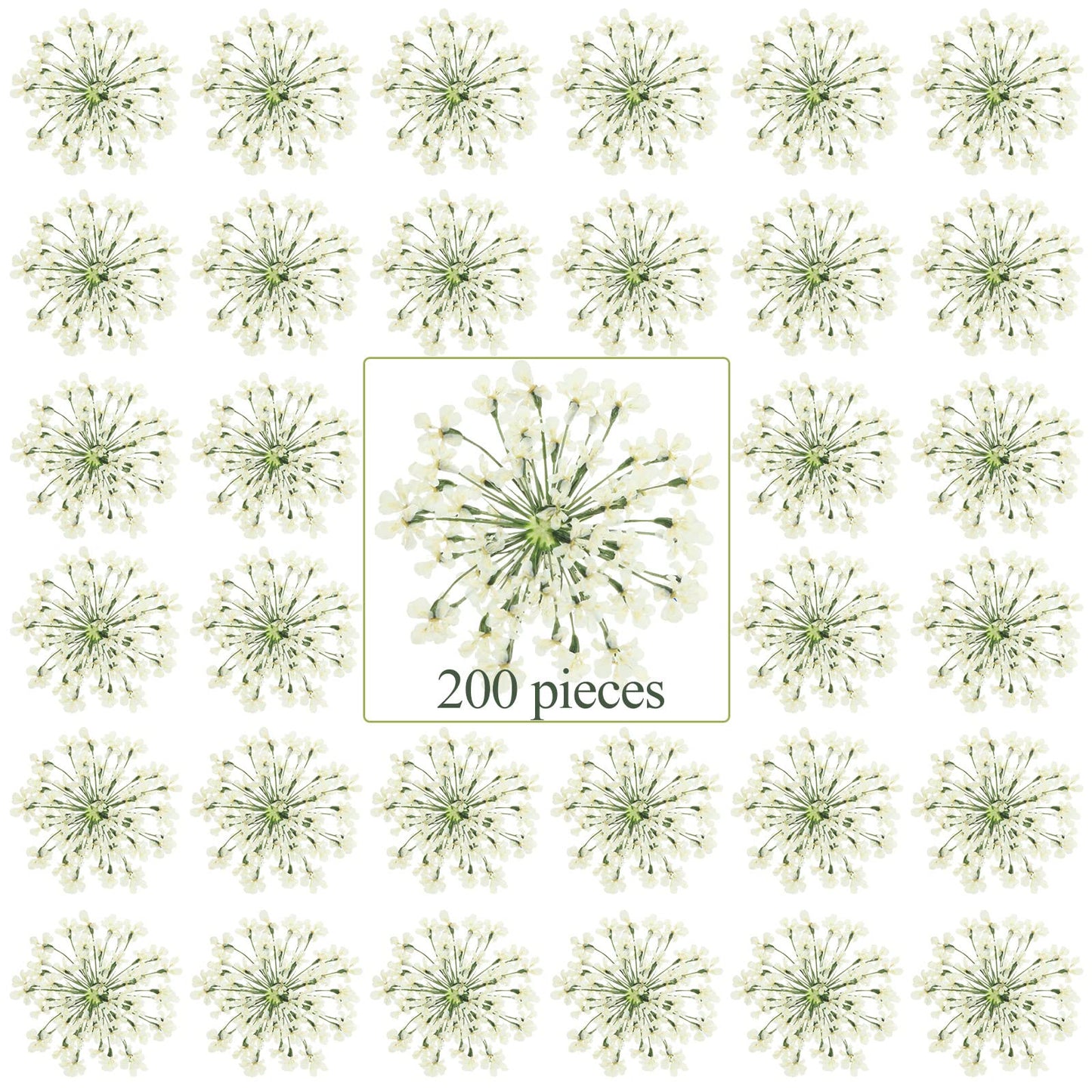 200 Pcs Pressed Dried Flowers for Resin Art Ammi Majus Natural Pressed Dried Flower Dry Flowers for Crafts DIY Wedding Home Decor Scrapbooking Gift - WoodArtSupply