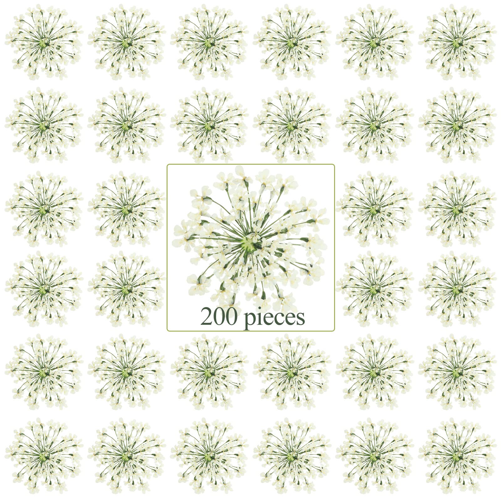 200 Pcs Pressed Dried Flowers for Resin Art Ammi Majus Natural Pressed Dried Flower Dry Flowers for Crafts DIY Wedding Home Decor Scrapbooking Gift - WoodArtSupply