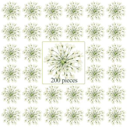 200 Pcs Pressed Dried Flowers for Resin Art Ammi Majus Natural Pressed Dried Flower Dry Flowers for Crafts DIY Wedding Home Decor Scrapbooking Gift - WoodArtSupply