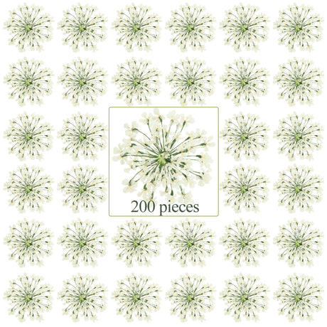 200 Pcs Pressed Dried Flowers for Resin Art Ammi Majus Natural Pressed Dried Flower Dry Flowers for Crafts DIY Wedding Home Decor Scrapbooking Gift Fabbay