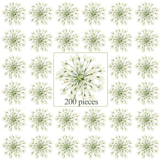 200 Pcs Pressed Dried Flowers for Resin Art Ammi Majus Natural Pressed Dried Flower Dry Flowers for Crafts DIY Wedding Home Decor Scrapbooking Gift - WoodArtSupply