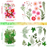 Nuanchu Pressed Flowers Bulk Dried Flower for Resin Mold, Dried Flower Leave Natural with Tweezer for Crafts Christmas DIY Gift Papermaking(Colorful Nuanchu