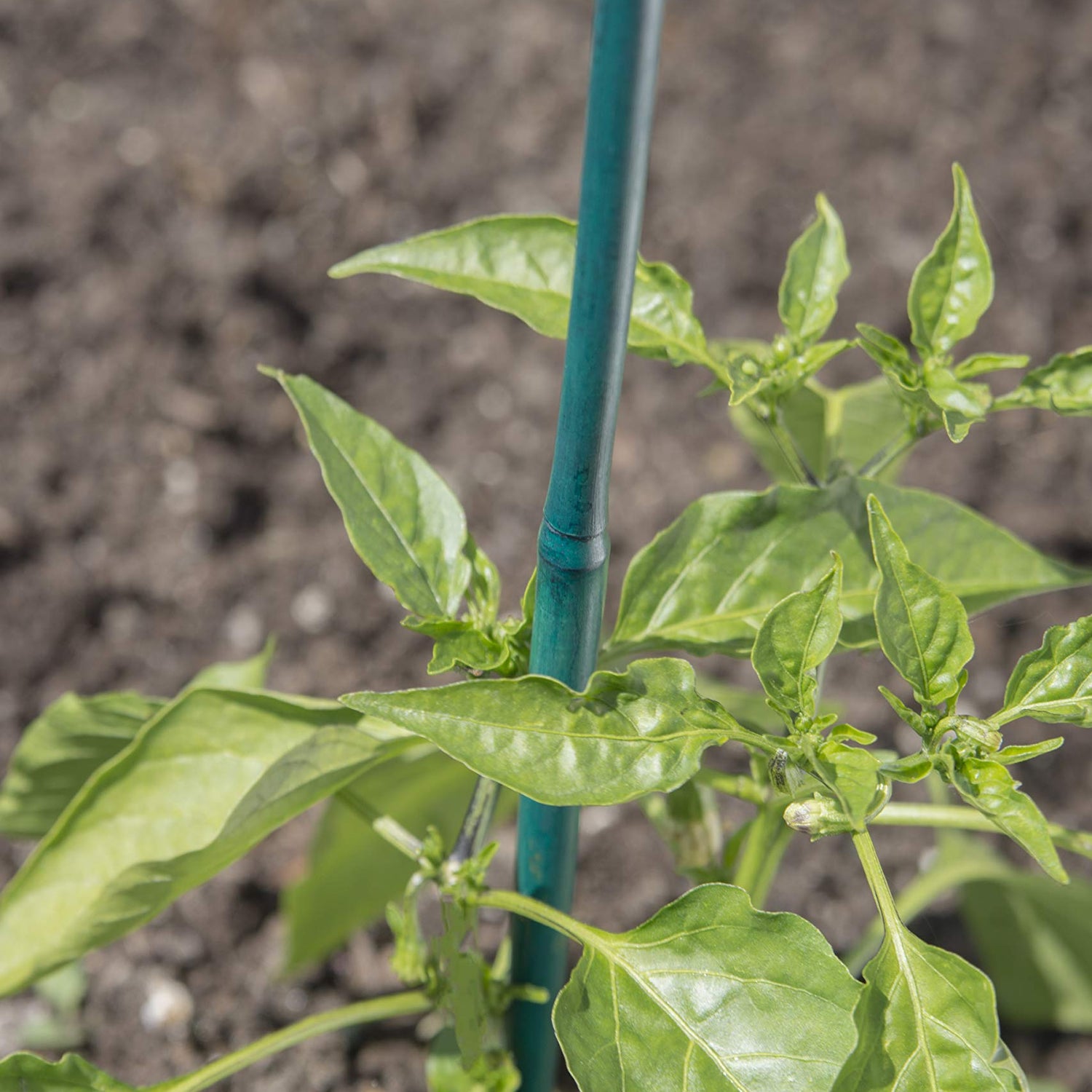 Bond 425 Bamboo Stake, 4-feet, 25-pack Bond