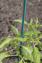 Bond 425 Bamboo Stake, 4-feet, 25-pack Bond