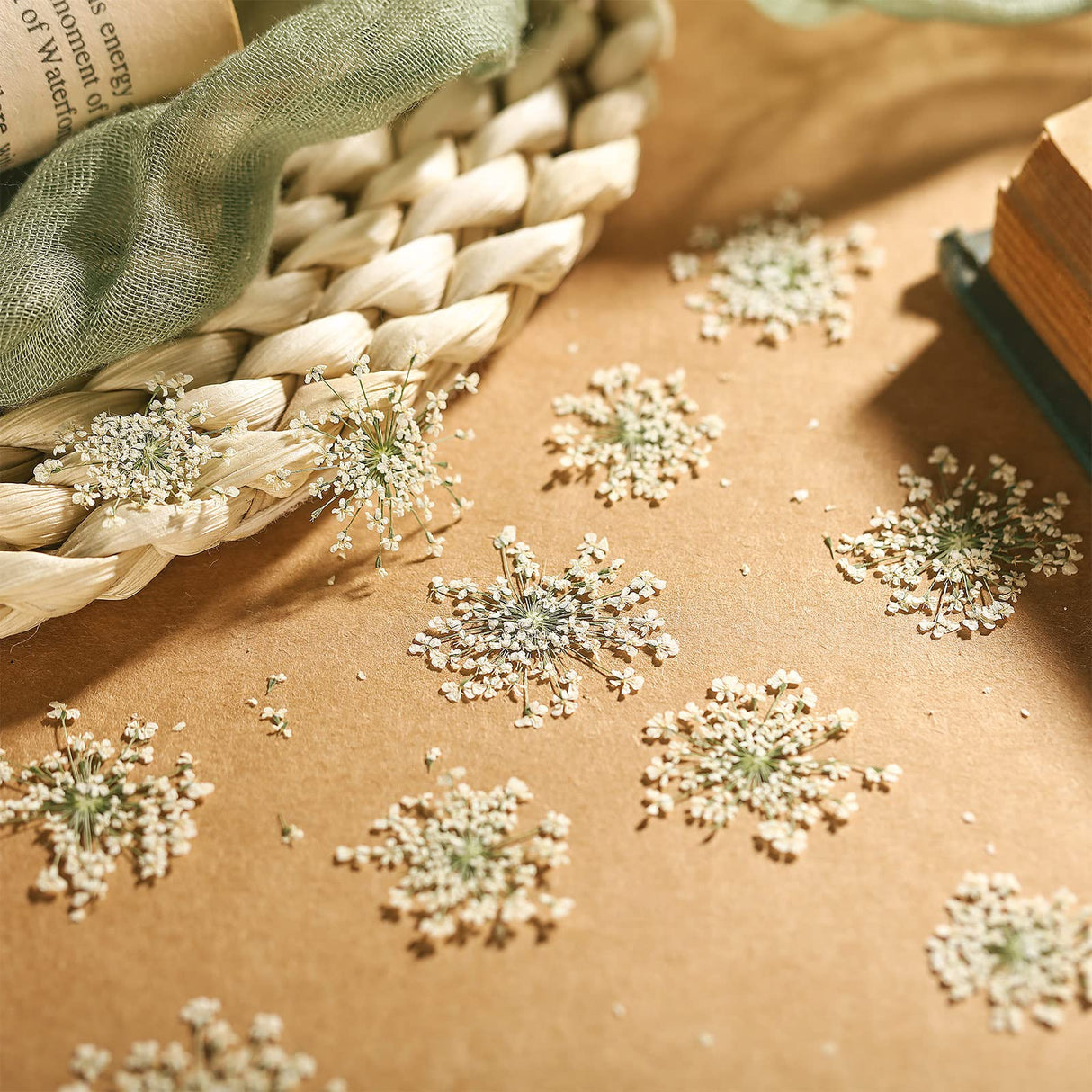 200 Pcs Pressed Dried Flowers for Resin Art Ammi Majus Natural Pressed Dried Flower Dry Flowers for Crafts DIY Wedding Home Decor Scrapbooking Gift Fabbay