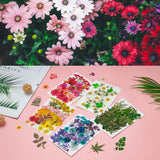 Dried Pressed Flowers, 170+ Pcs Mixed Dried Flowers for Resin, Bulk Natural Dry Floral Resin Fillers Decoration Accessories for DIY Crafts, oddava