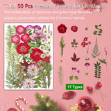 A5 Large Bulk Christmas Dried Pressed Flowers for Christmas Decor, Real Dry Natural Flower Leaf Daisy for Resin Mold, Cake Decor, Phone Cases ( ZMRU