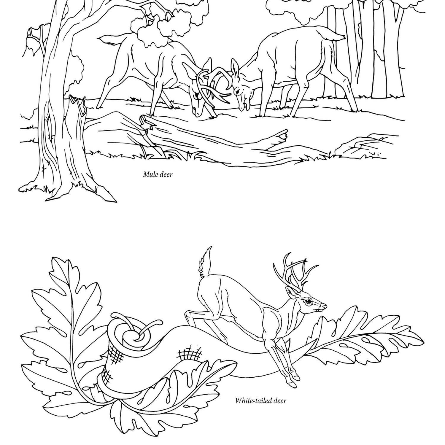 135 Gunstock Carving Patterns (Fox Chapel Publishing) A Treasury of Classic Designs to Beautify Any Firearm, including Deer, Elk, Bears, Oak Leaves, Design Originals