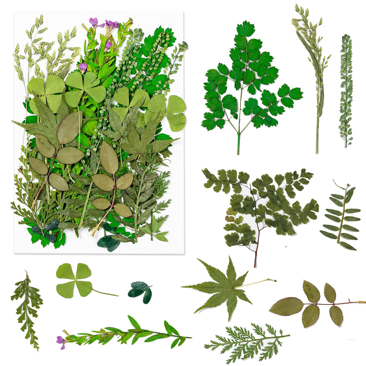 Dried Pressed Flowers, 170+ Pcs Mixed Dried Flowers for Resin, Bulk Natural Dry Floral Resin Fillers Decoration Accessories for DIY Crafts, oddava