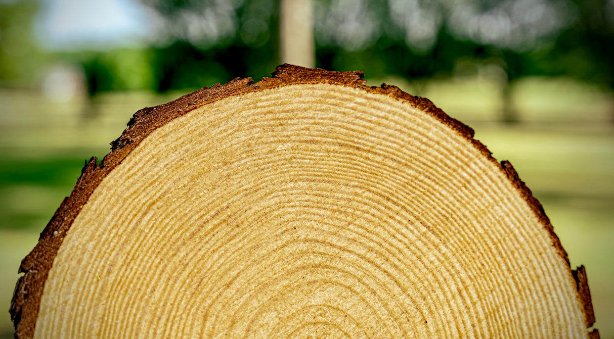 Set of (10) 8-9 inch Wood Slices for centerpieces! Wood Slice centerpieces, Wood Rounds, Tree Slices (8 inch) Rustic Wood Slices Inc.