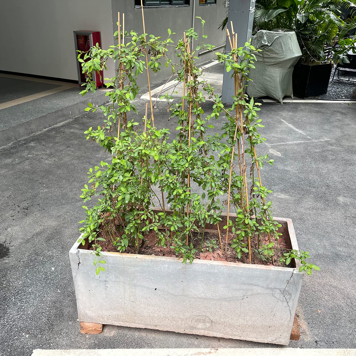 Plant Stakes,18 Inches Natural Garden Bamboo Sticks,BOVITRO 20Pcs Plant Support Stakes for Tomatoes,Beans,Vegetable and Potted Plants BOVITRO