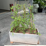 Plant Stakes,18 Inches Natural Garden Bamboo Sticks,BOVITRO 20Pcs Plant Support Stakes for Tomatoes,Beans,Vegetable and Potted Plants BOVITRO