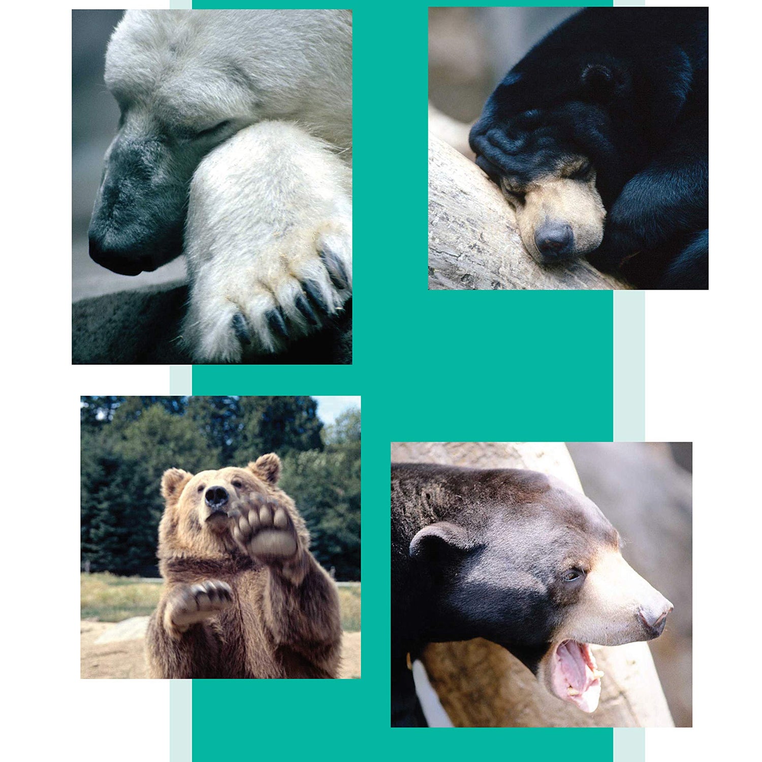 Chainsaw Carving a Bear: A Complete Step-By-Step Guide (Fox Chapel Publishing) Beginner-Friendly Details and Easy-to-Follow Illustrated Instructions Design Originals