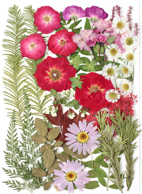 A5 Large Bulk Christmas Dried Pressed Flowers for Christmas Decor, Real Dry Natural Flower Leaf Daisy for Resin Mold, Cake Decor, Phone Cases ( ZMRU