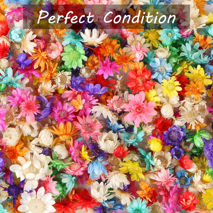 MIDELONG 200 PCS Small Dried Flowers for Crafts Resin, Colorful Dried Flowers for Nails, Natural Real Tiny Dried Pressed Flowers for Jewelry Earrings - WoodArtSupply