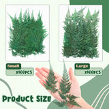 200 Pcs Dried Pressed Flowers Leaves Larkspur Flowers Small Dry Flowers Preserved Natural Ferns Real Dried Leaves Plant Leaf for Resin Arrangements Fumete
