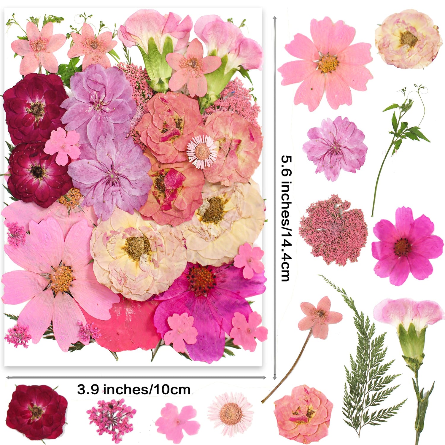 OECCO Large Pink Dried Pressed Flower for Resin, Big Real Nature Pressing Floral Leaves for DIY Craft, Mold, Jewelry Making, Candle Scrapbooking OECOO