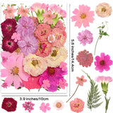 OECCO Large Pink Dried Pressed Flower for Resin, Big Real Nature Pressing Floral Leaves for DIY Craft, Mold, Jewelry Making, Candle Scrapbooking OECOO