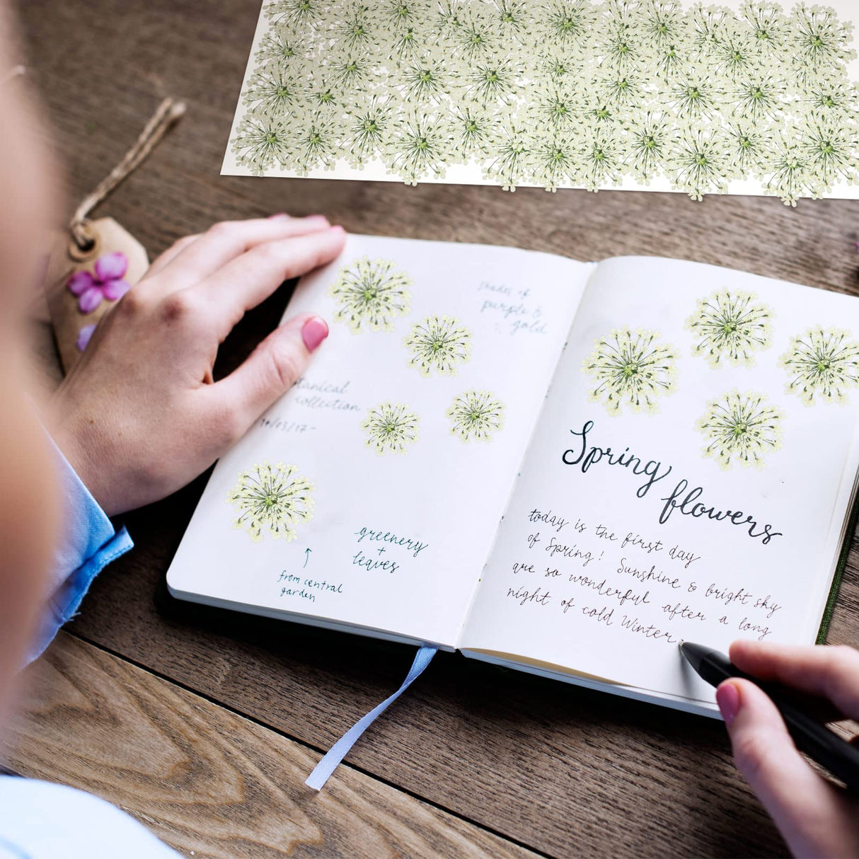 200 Pcs Pressed Dried Flowers for Resin Art Ammi Majus Natural Pressed Dried Flower Dry Flowers for Crafts DIY Wedding Home Decor Scrapbooking Gift Fabbay