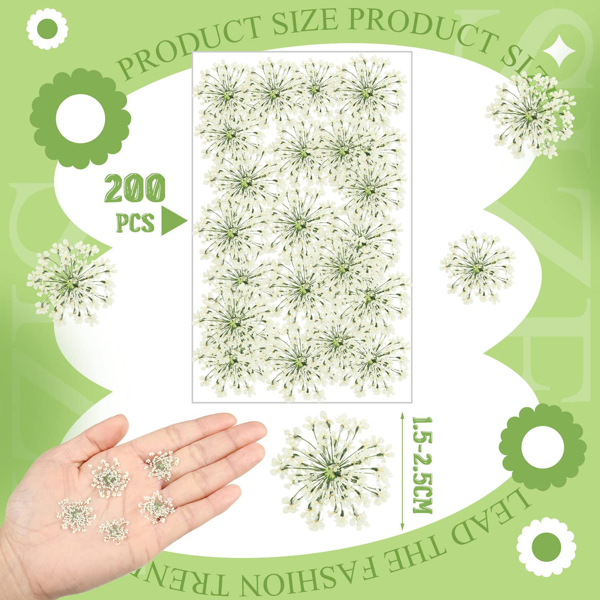 200 Pcs Pressed Dried Flowers for Resin Art Ammi Majus Natural Pressed Dried Flower Dry Flowers for Crafts DIY Wedding Home Decor Scrapbooking Gift Fabbay