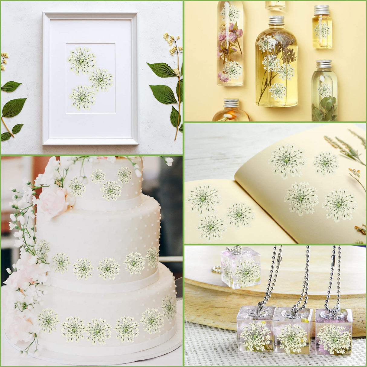 200 Pcs Pressed Dried Flowers for Resin Art Ammi Majus Natural Pressed Dried Flower Dry Flowers for Crafts DIY Wedding Home Decor Scrapbooking Gift Fabbay