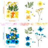 Nuanchu Pressed Flowers Bulk Dried Flower for Resin Mold, Dried Flower Leave Natural with Tweezer for Crafts Christmas DIY Gift Papermaking(Colorful Nuanchu