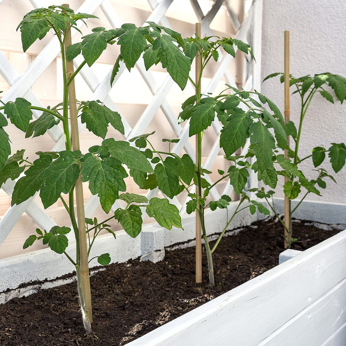 Plant Stakes,18 Inches Natural Garden Bamboo Sticks,BOVITRO 20Pcs Plant Support Stakes for Tomatoes,Beans,Vegetable and Potted Plants BOVITRO