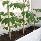 Plant Stakes,18 Inches Natural Garden Bamboo Sticks,BOVITRO 20Pcs Plant Support Stakes for Tomatoes,Beans,Vegetable and Potted Plants BOVITRO