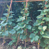 Bamboo Stakes,4FT Natural Bamboo Garden Stakes,BOVITRO 25Pcs Bamboo Plant Stakes,Bamboo Sticks for Tomato,Beans,Vegetable and Climbing Plants BOVITRO