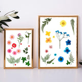 Nuanchu Pressed Flowers Bulk Dried Flower for Resin Mold, Dried Flower Leave Natural with Tweezer for Crafts Christmas DIY Gift Papermaking(Colorful Nuanchu