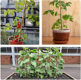 Jollybower 15pcs 3/4" D Thicker Heavy Duty Bamboo Stakes, 7FT Plant Stakes, Natural Garden Stakes for Tomato, Bean, Flowers,Trees Potted and Climbing Jollybower