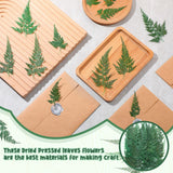 200 Pcs Dried Pressed Flowers Leaves Larkspur Flowers Small Dry Flowers Preserved Natural Ferns Real Dried Leaves Plant Leaf for Resin Arrangements Fumete